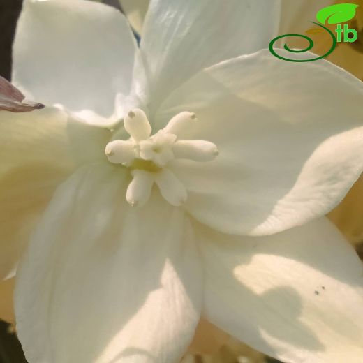 Asparagaceae-Kuşkonmazgiller