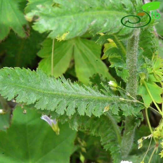 Achillea-Civanperçemi