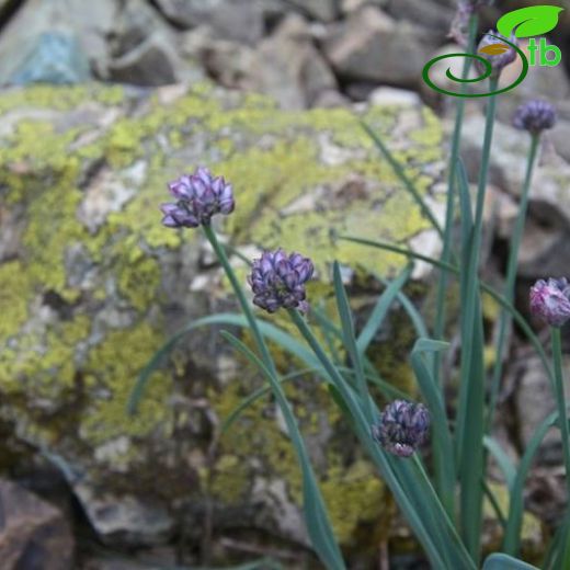 Allium szovitsii