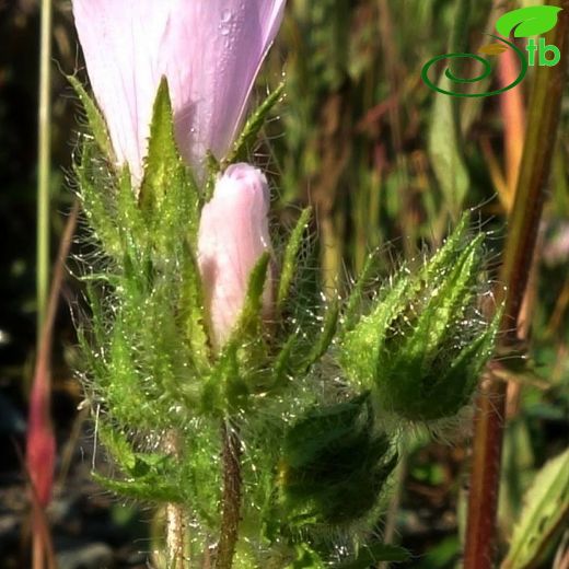 Malvaceae-Ebegümecigiller