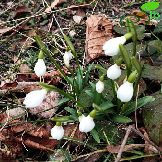 Amaryllidaceae-Nergisgiller