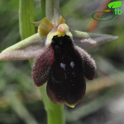 Ophrys climacis