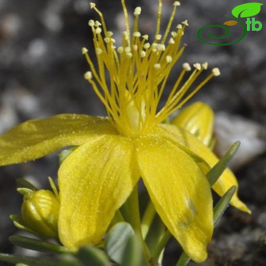 Hypericum vaccinifolium