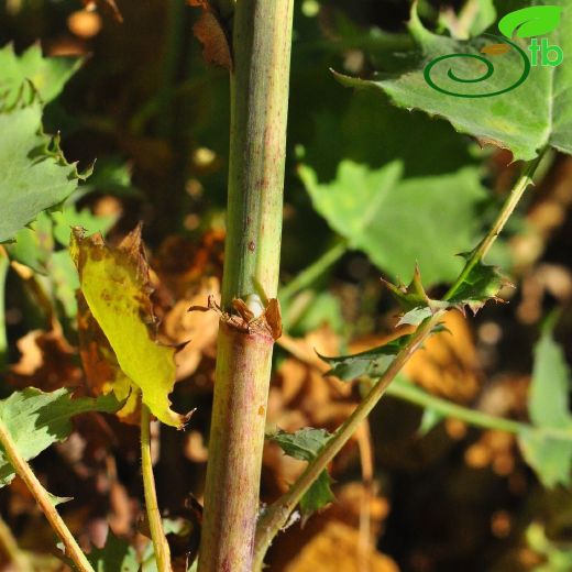 Lactuca fenzlii