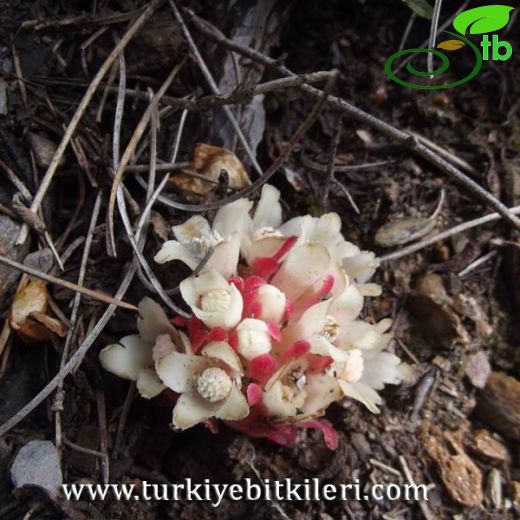 Cytinaceae-Yernarıgiller