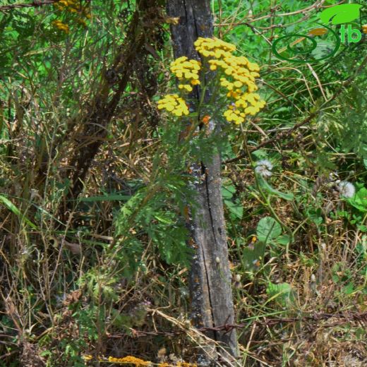 Tanacetum vulgare