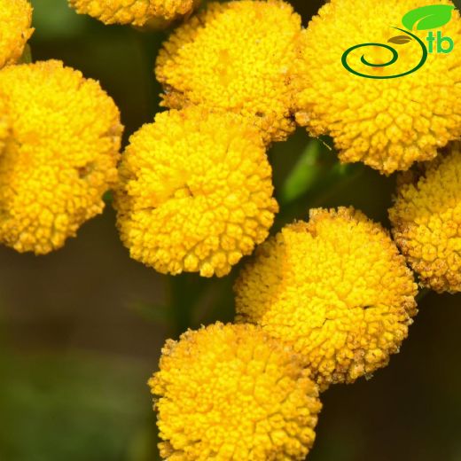 Tanacetum vulgare