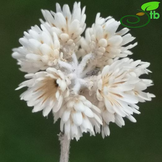 Asteraceae-Papatyagiller