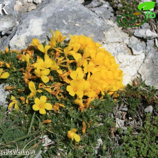 Linum boissieri