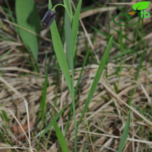 Fritillaria asumaniae