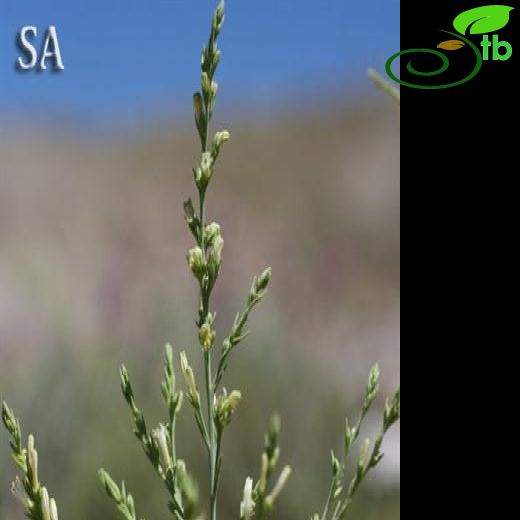 Chrysothesium stellerioides