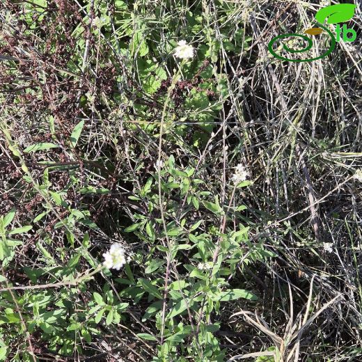 Brassicaceae-Turpgiller