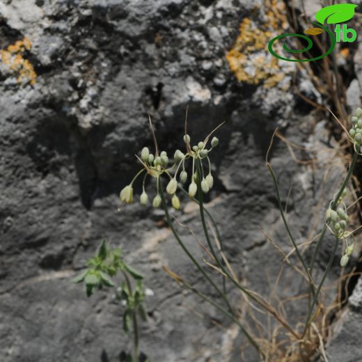 Allium flavum