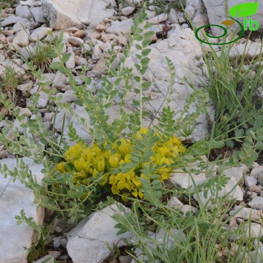 Astragalus antalyensis