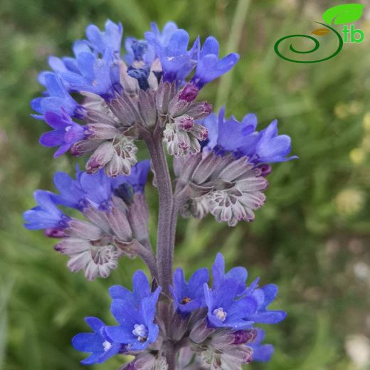 Anchusa-Sığırdili