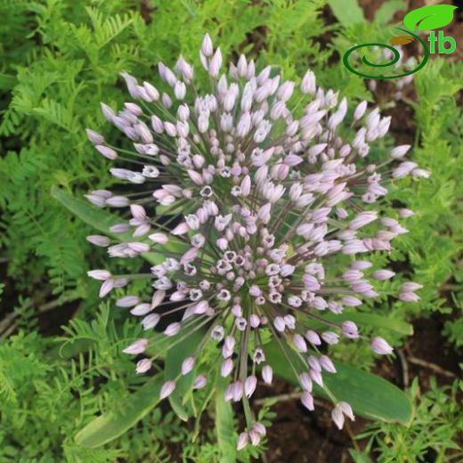 Allium noeanum