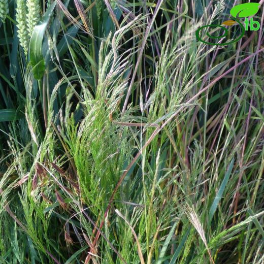 Agrostis-Tavusotu