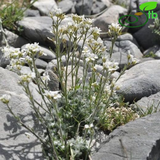 Arabis androsacea