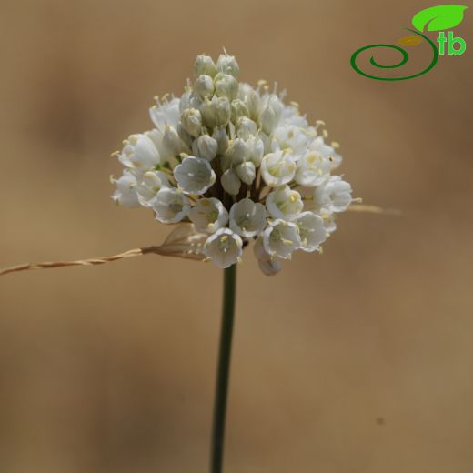 Allium pallens