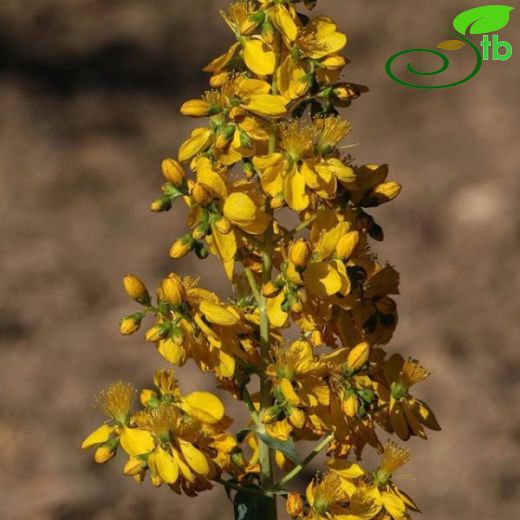 Hypericum spectabile