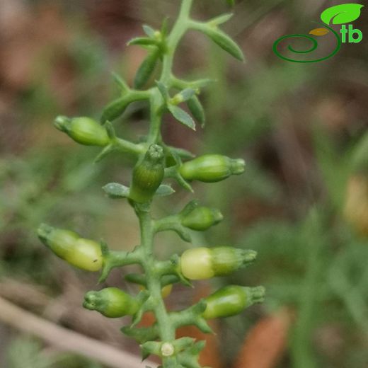 Santalaceae-Güvelekgiller