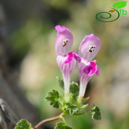 Lamium-Ballıbaba