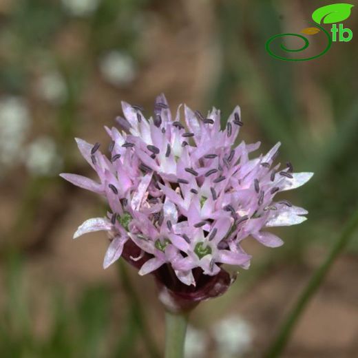 Allium efeae