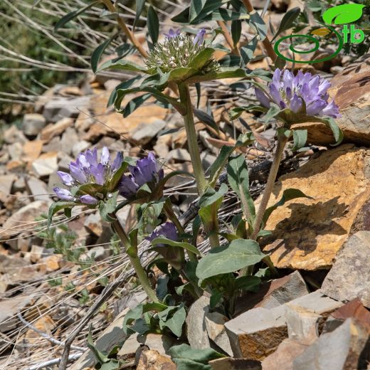 Campanulaceae-Çançiçeğigiller