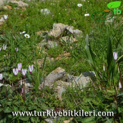 Cyclamen persicum