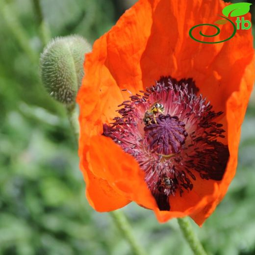 Papaver orientale