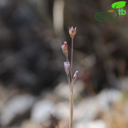 Allium moschatum