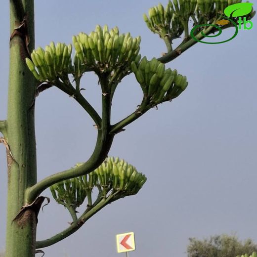 Agave-Sabırlık