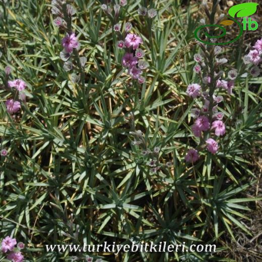 Acantholimon acerosum