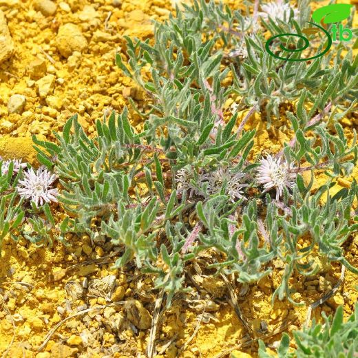 Klasea lasiocephala