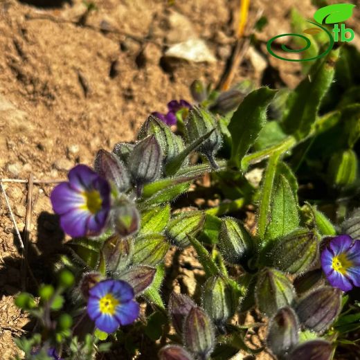 Boraginaceae-Hodangiller