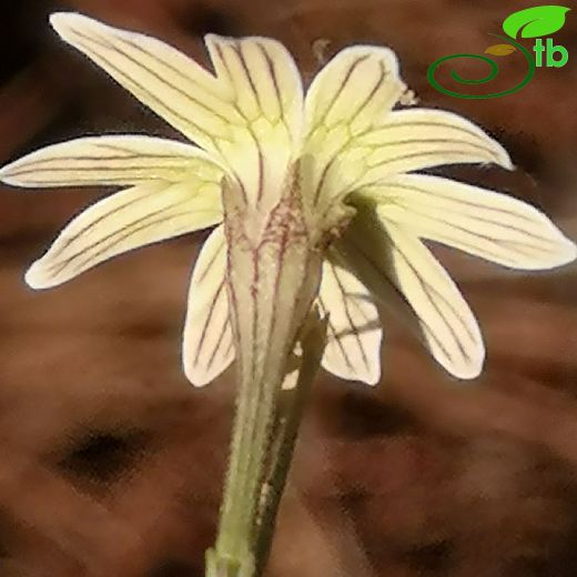 Caryophyllaceae-Karanfilgiller