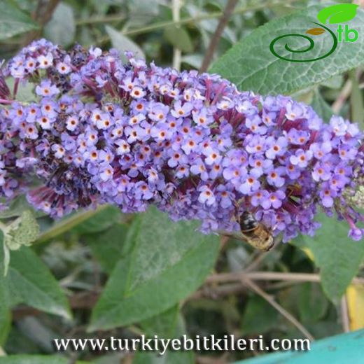 Buddleja-Kelebekçalısı