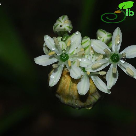 Allium nigrum