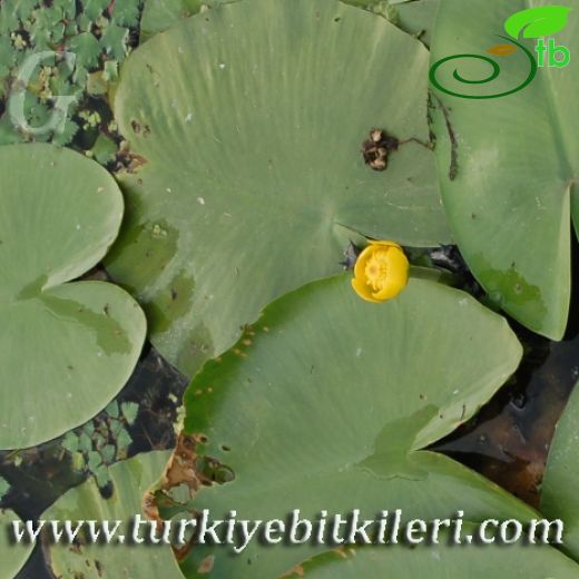 Nuphar-Sarınilüfer