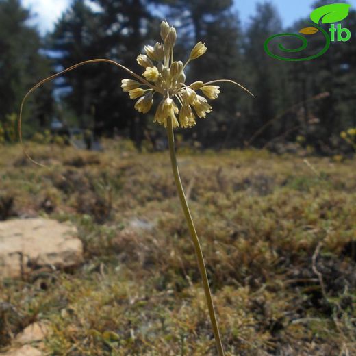 Allium pseudoflavum