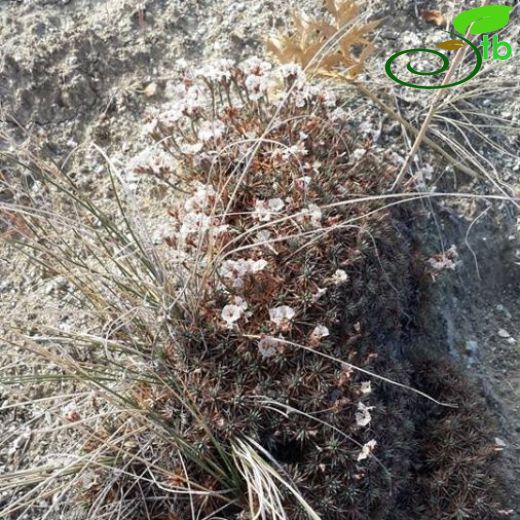 Acantholimon anatolicum