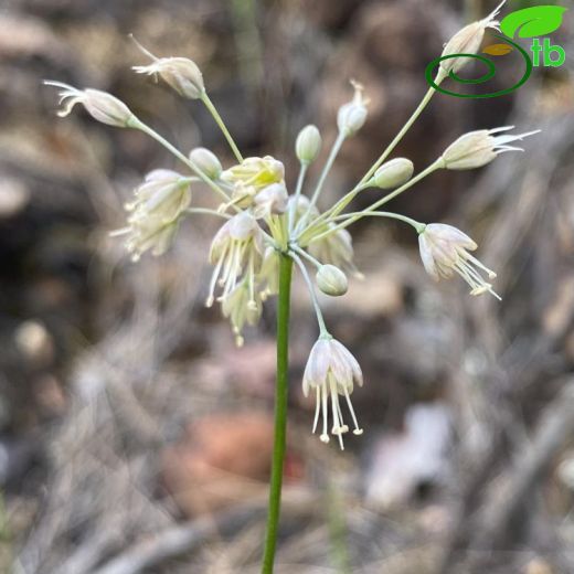 Allium deciduum