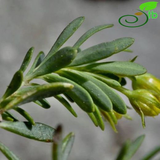 Hypericum vaccinifolium