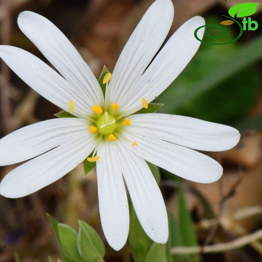 Stellaria holostea