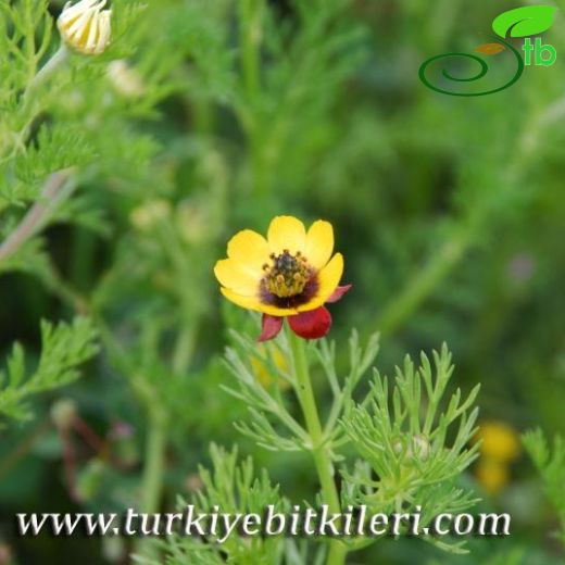 Adonis microcarpa