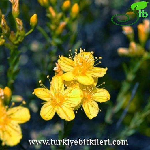 Hypericum heterophyllum