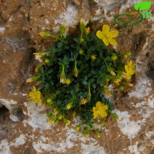 Hypericum malatyanum