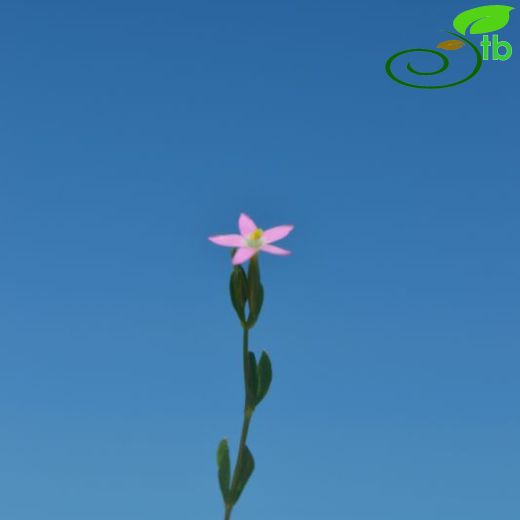 Centaurium pulchellum