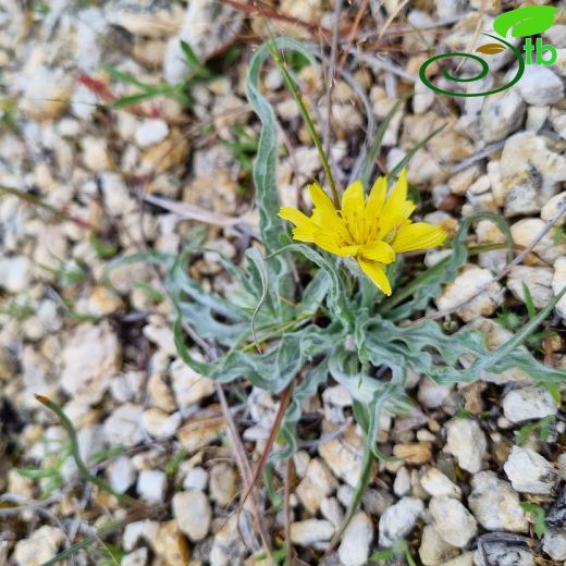 Scorzonera sublanata