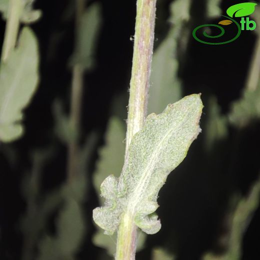Senecio mollis